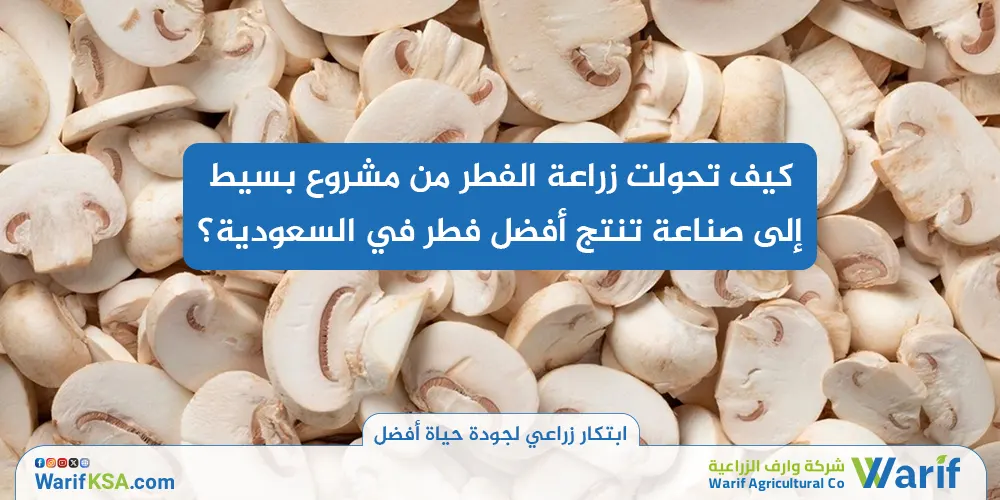 كيف تحولت زراعة الفطر من مشروع بسيط إلى صناعة تنتج أفضل فطر في السعودية؟