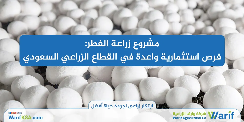 مشروع زراعة الفطر: فرص استثمارية واعدة في القطاع الزراعي السعودي