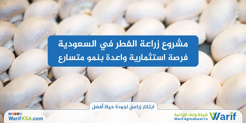 مشروع زراعة الفطر في السعودية: فرصة استثمارية واعدة بنمو متسارع