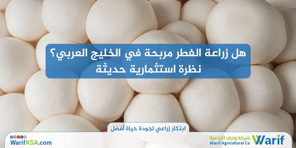 هل زراعة الفطر مربحة في الخليج العربي؟ نظرة استثمارية حديثة