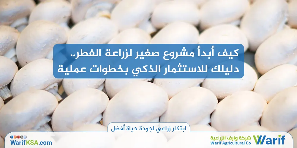 كيف أبدأ مشروع صغير لزراعة الفطر: دليلك للاستثمار الذكي بخطوات عملية