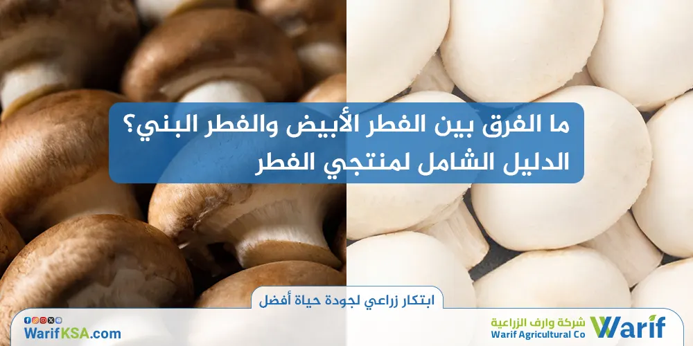 ما الفرق بين الفطر الأبيض والفطر البني؟ الدليل الشامل لمنتجي الفطر