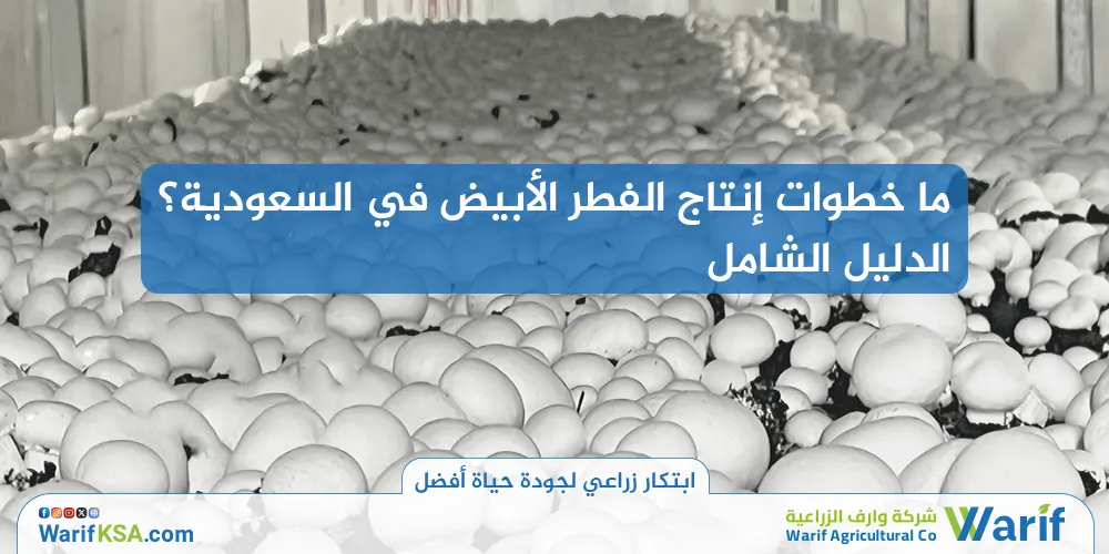 ما خطوات إنتاج الفطر الأبيض في السعودية؟ الدليل الشامل