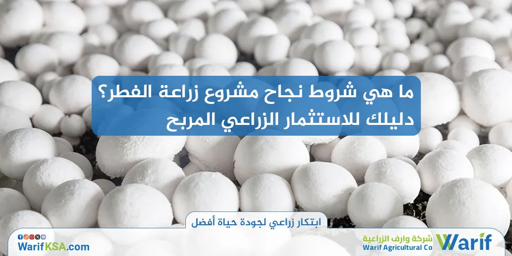 ما هي شروط نجاح مشروع زراعة الفطر؟ دليلك للاستثمار الزراعي المربح