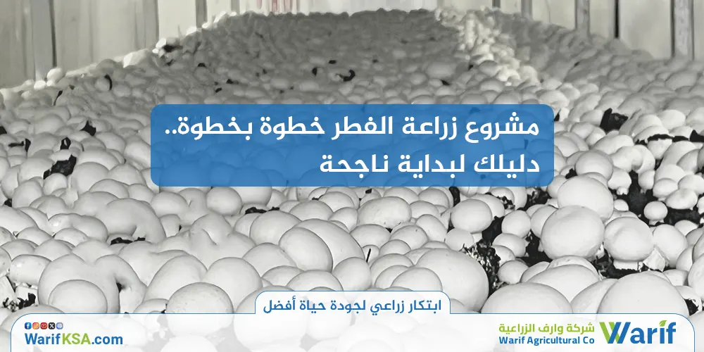 مشروع زراعة الفطر خطوة بخطوة: دليلك لبداية ناجحة