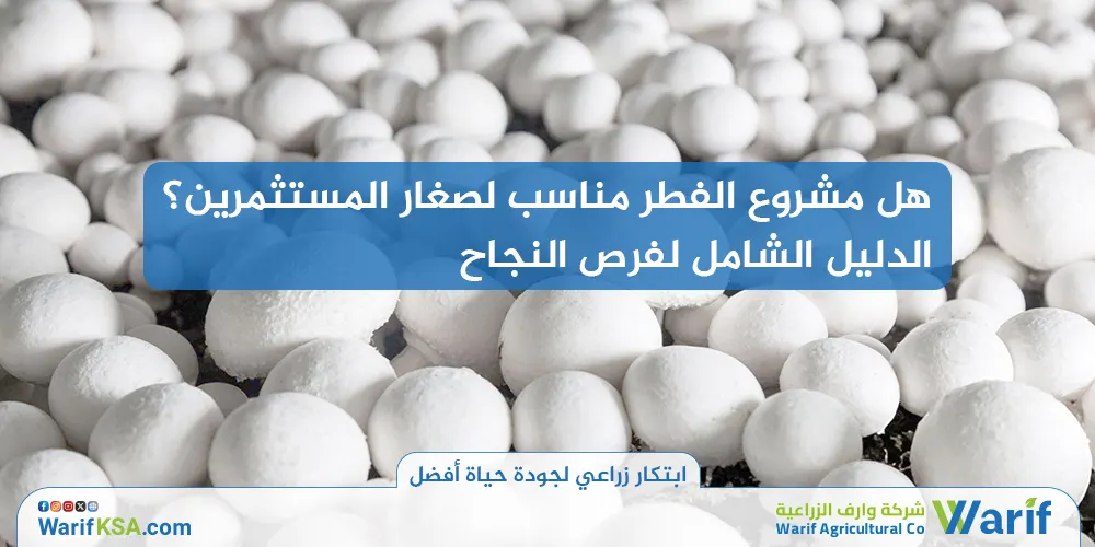 هل مشروع الفطر مناسب لصغار المستثمرين؟ الدليل الشامل لفرص النجاح