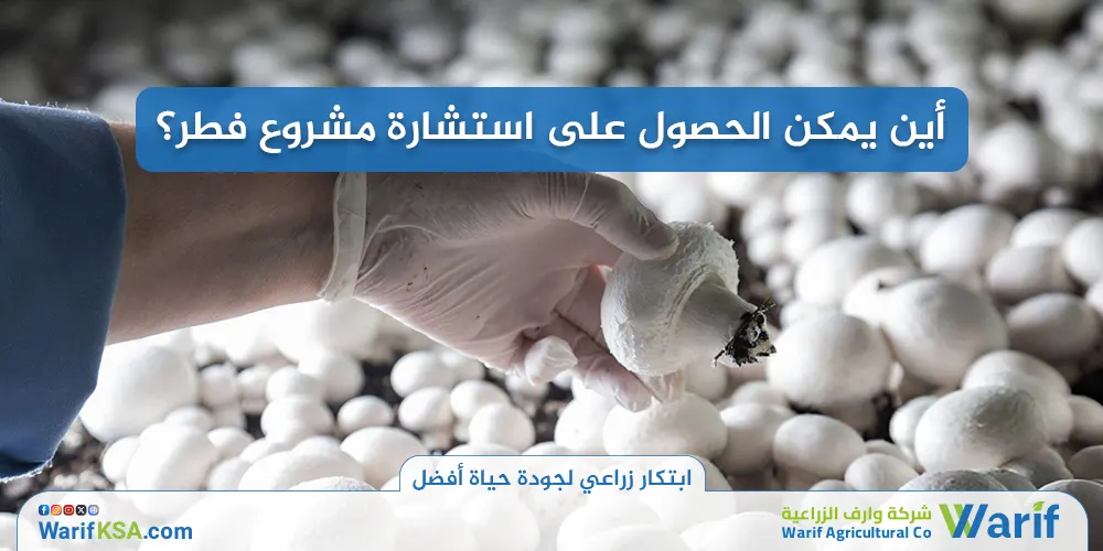 أين يمكن الحصول على استشارة مشروع فطر؟
