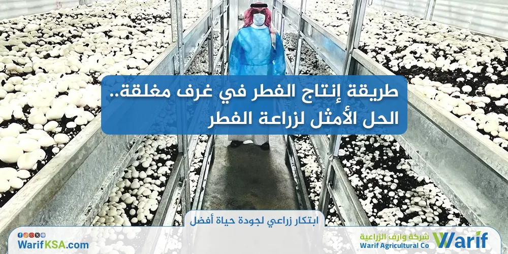 طريقة إنتاج الفطر في غرف مغلقة - الحل الأمثل لزراعة الفطر