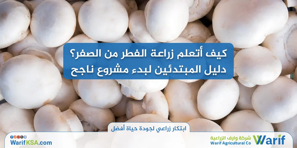 كيف أتعلم زراعة الفطر من الصفر؟ دليل المبتدئين لبدء مشروع ناجح