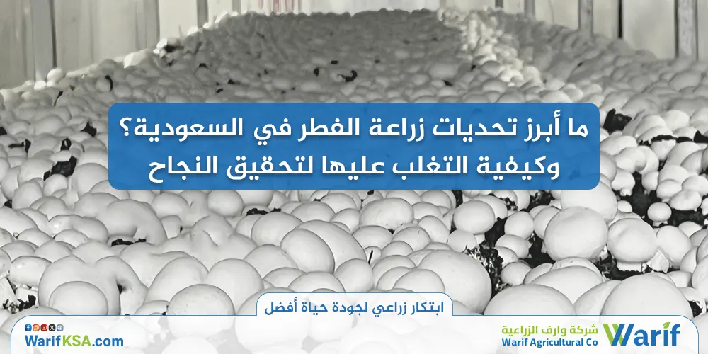 ما أبرز تحديات زراعة الفطر في السعودية؟