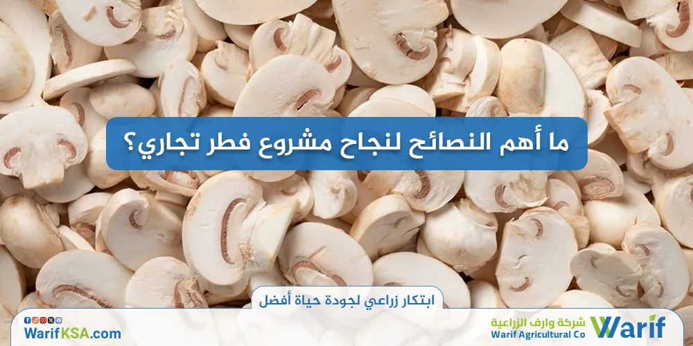 ما أهم النصائح لنجاح مشروع فطر تجاري؟