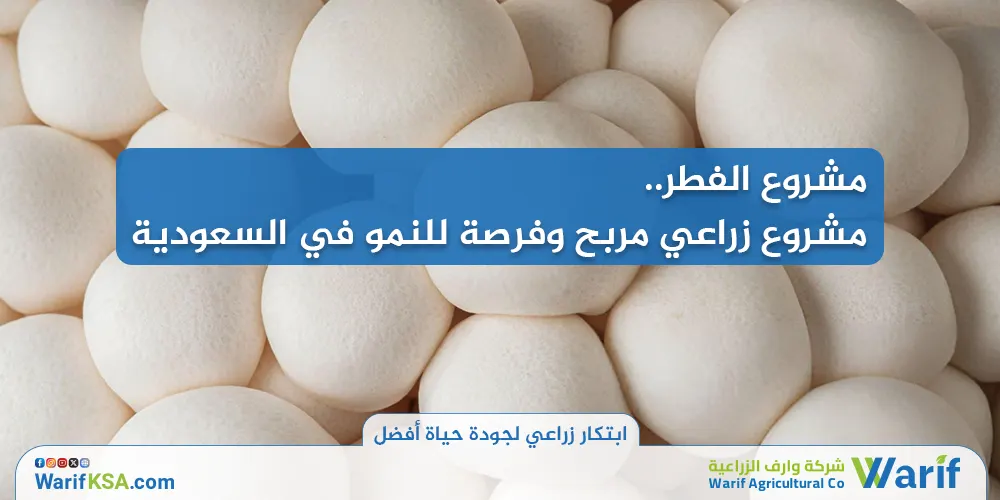مشروع الفطر - مشروع زراعي مربح وفرصة للنمو في السعودية