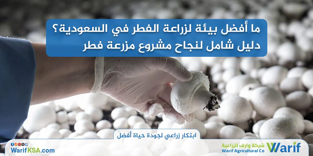 ما أفضل بيئة لزراعة الفطر في السعودية؟ دليل شامل لنجاح مشروع مزرعة فطر