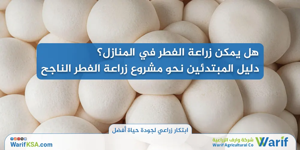 هل يمكن زراعة الفطر في المنازل؟ دليل المبتدئين نحو مشروع زراعة الفطر الناجح