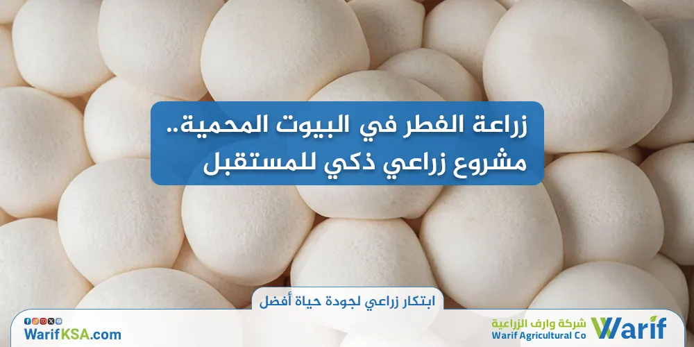 زراعة الفطر في البيوت المحمية: مشروع زراعي ذكي للمستقبل