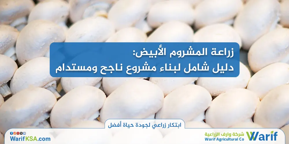 زراعة المشروم الأبيض: دليل شامل لبناء مشروع ناجح ومستدام