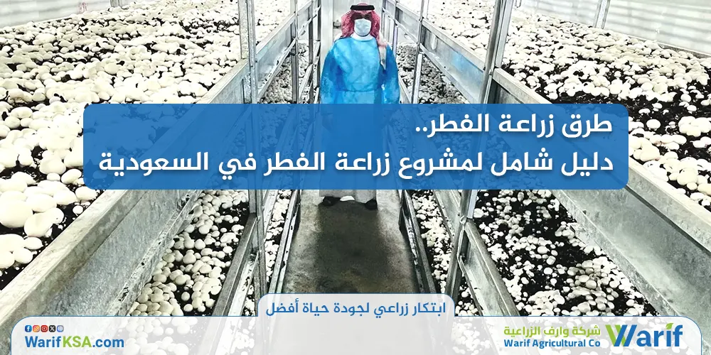 طرق زراعة الفطر: دليل شامل لمشروع زراعة الفطر في السعودية