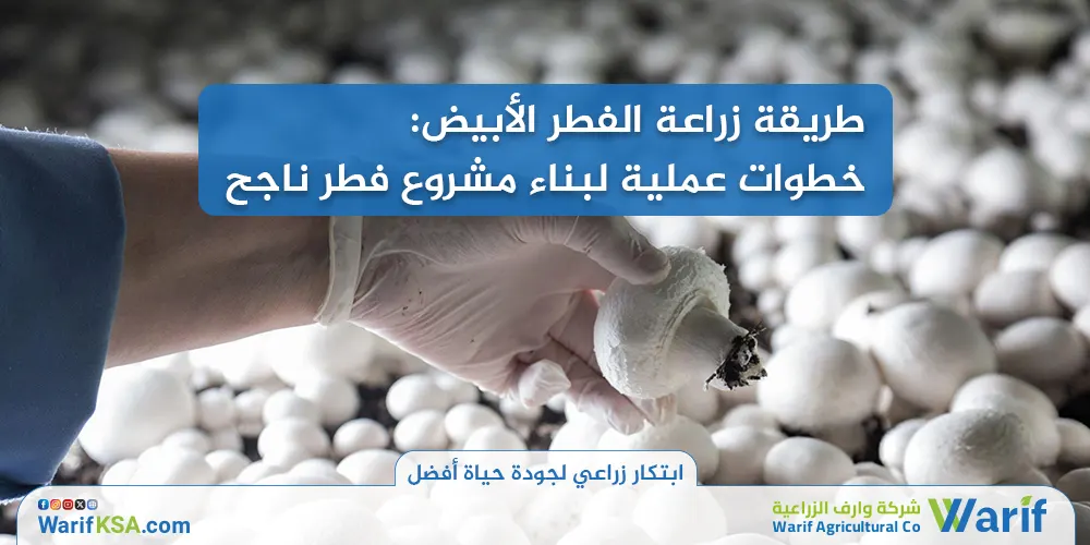 طريقة زراعة الفطر الأبيض - خطوات عملية لبناء مشروع فطر ناجح