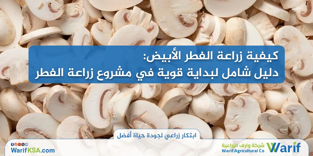 كيفية زراعة الفطر الأبيض: دليل شامل لبداية قوية في مشروع زراعة الفطر