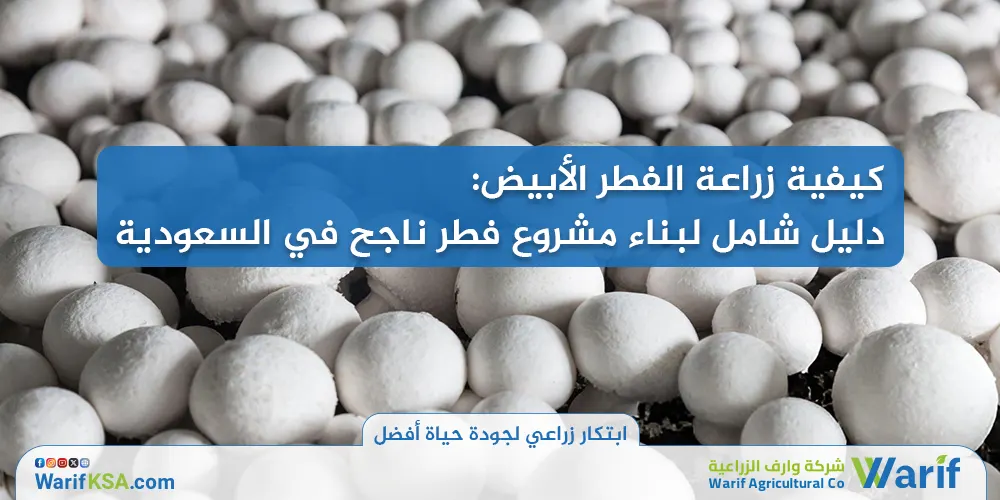 كيفية زراعة الفطر الأبيض: دليل شامل لبناء مشروع فطر ناجح في السعودية