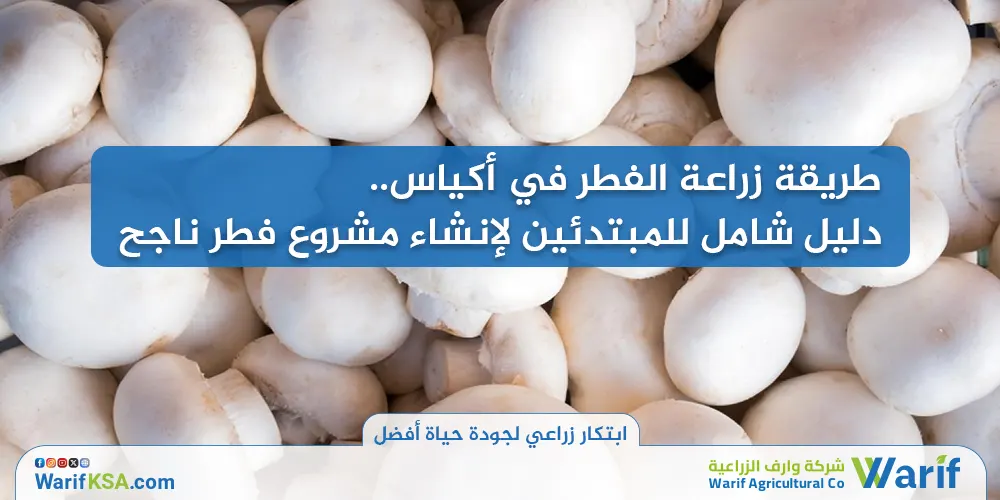 طريقة زراعة الفطر في أكياس: دليل شامل للمبتدئين لإنشاء مشروع فطر ناجح