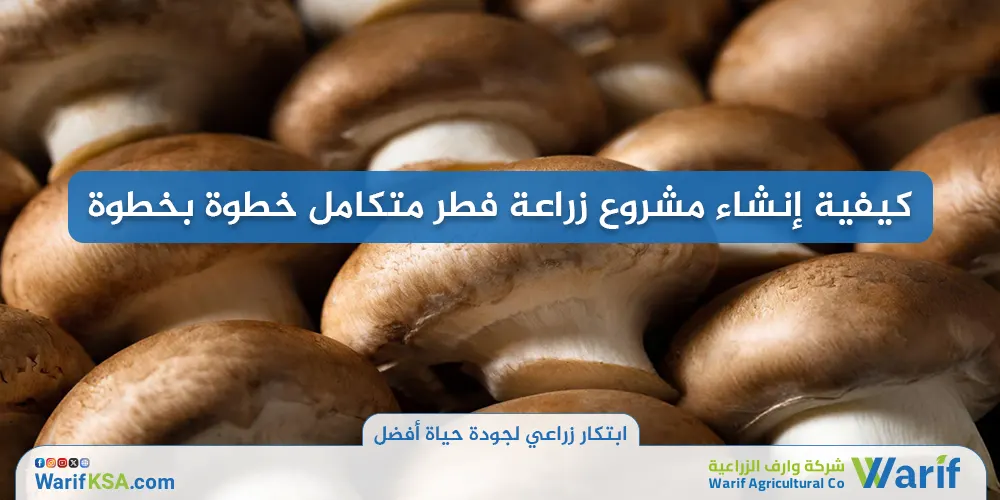 كيفية إنشاء مشروع زراعة فطر متكامل خطوة بخطوة
