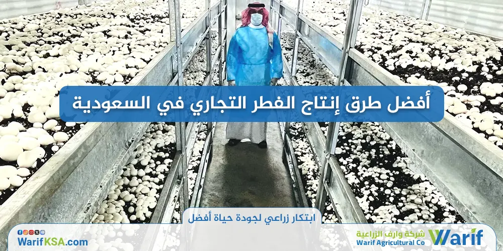 أفضل طرق إنتاج الفطر التجاري في السعودية