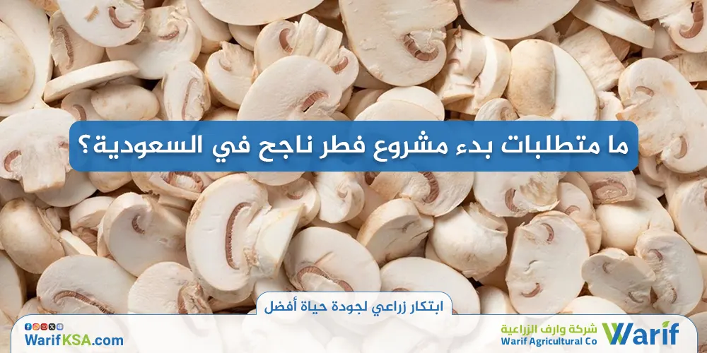 ما متطلبات بدء مشروع فطر ناجح في السعودية؟