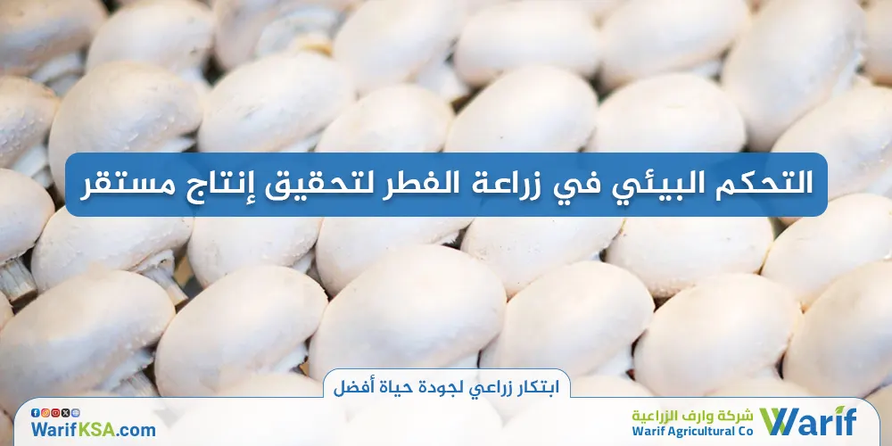 التحكم البيئي في زراعة الفطر لتحقيق إنتاج مستقر