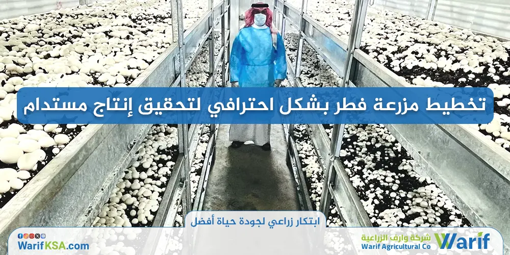 تخطيط مزرعة فطر بشكل احترافي لتحقيق إنتاج مستدام