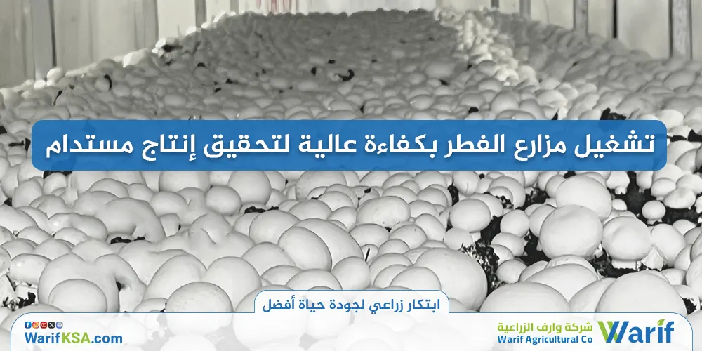 تشغيل مزارع الفطر بكفاءة عالية لتحقيق إنتاج مستدام