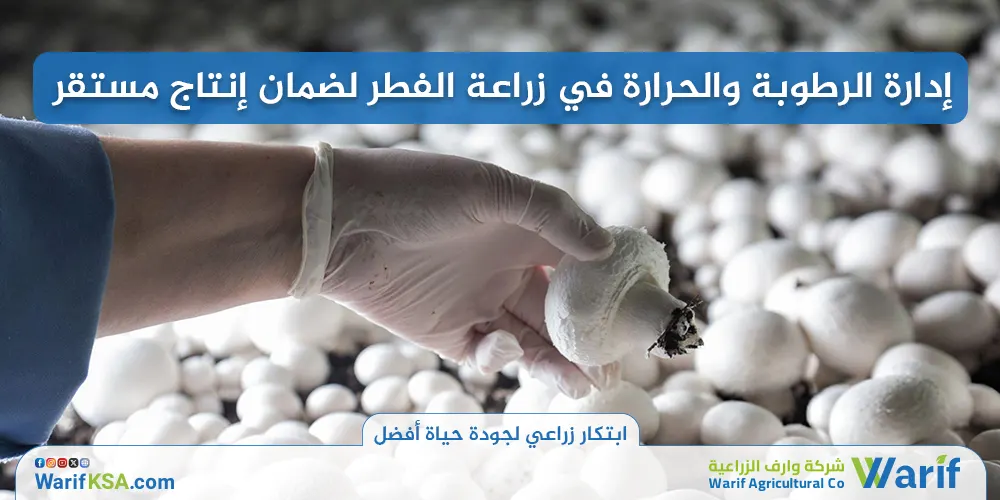 إدارة الرطوبة والحرارة في زراعة الفطر لضمان إنتاج مستقر