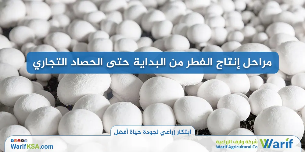 مراحل إنتاج الفطر من البداية حتى الحصاد التجاري