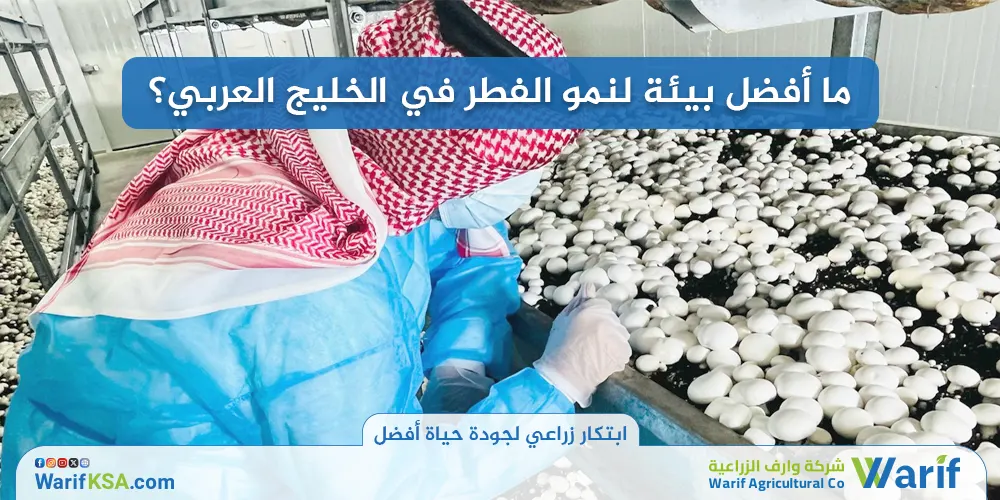ما أفضل بيئة لنمو الفطر في الخليج العربي؟